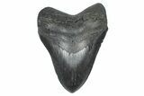 Fossil Megalodon Tooth - South Carolina #371754-1